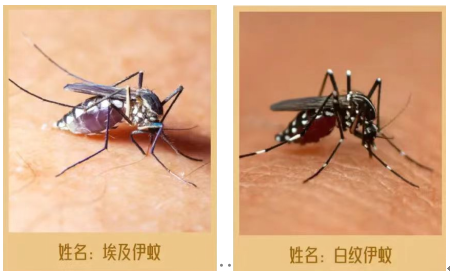 注意了！我是伊蚊，我可以傳播登革熱。