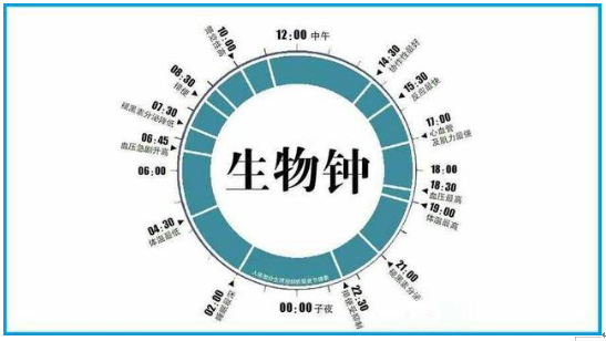 生物鐘與睡眠有什么關(guān)系？